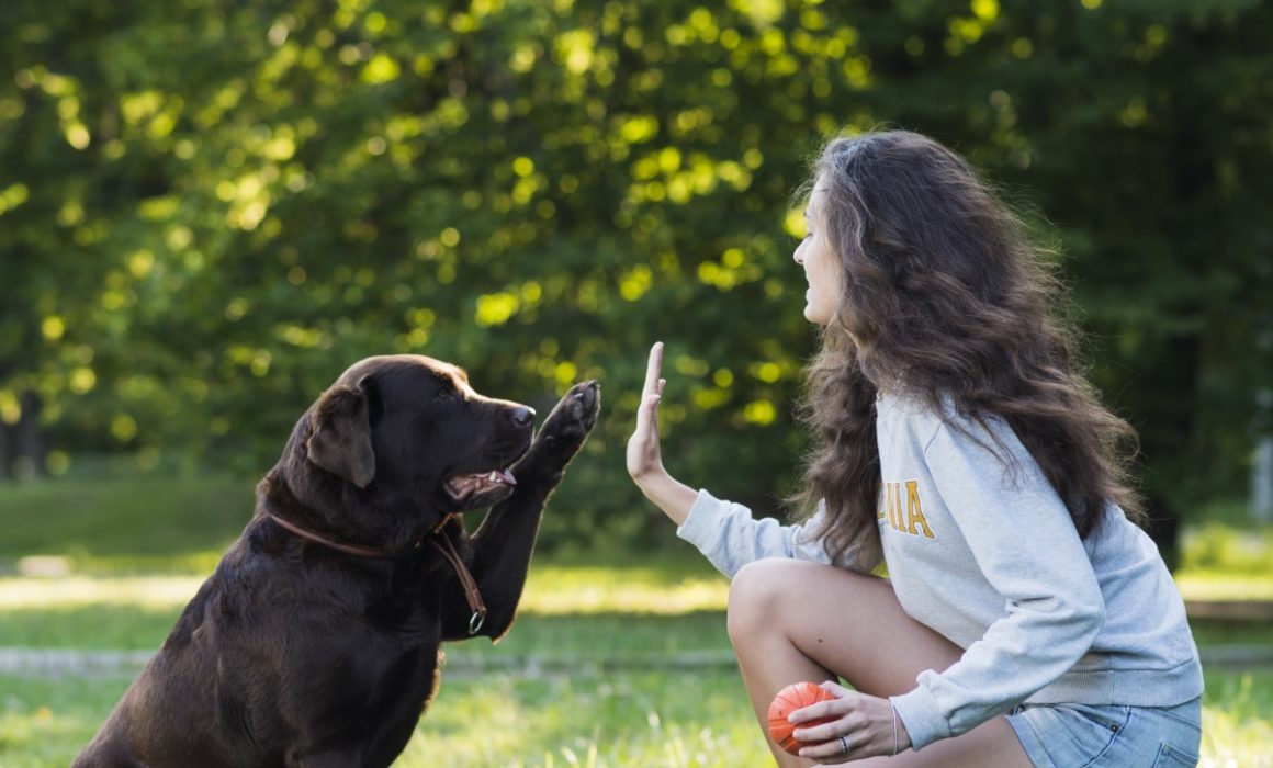 how do you introduce a puppy to the dog park